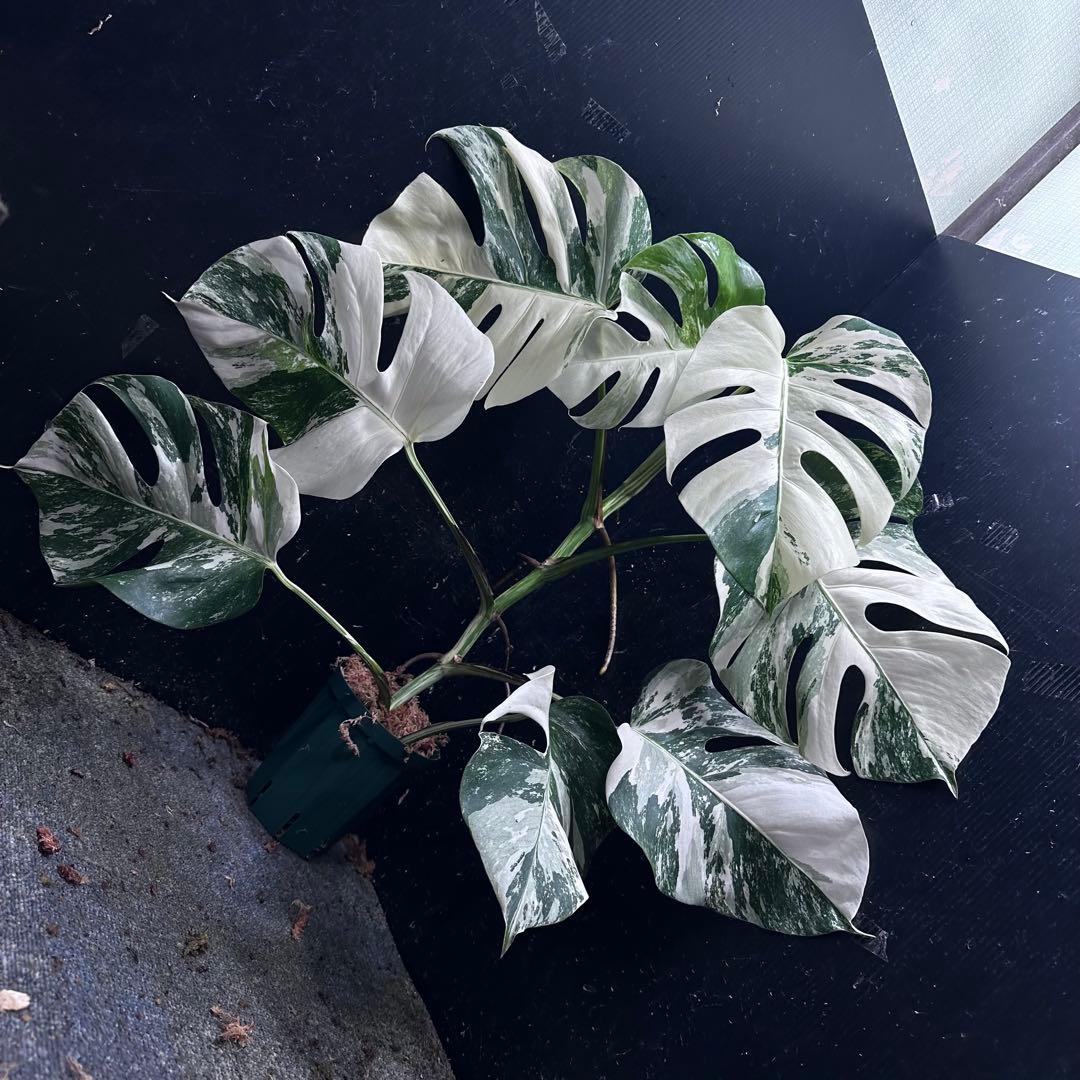 タ*子様 斑入りモンステラ ホワイトタイガー極美大株64cm白斑多