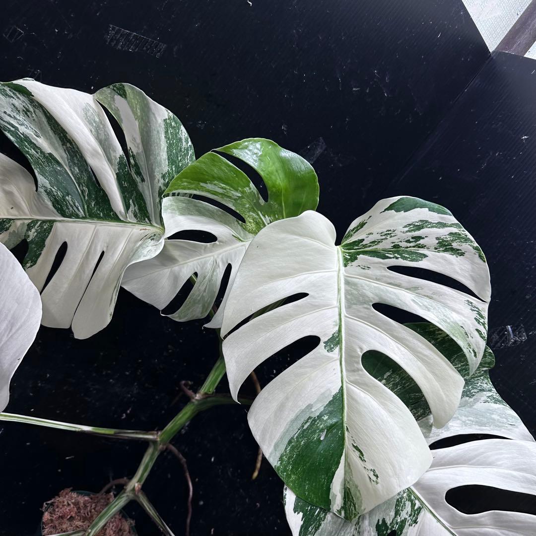 タ*子様 斑入りモンステラ ホワイトタイガー極美大株64cm白斑多