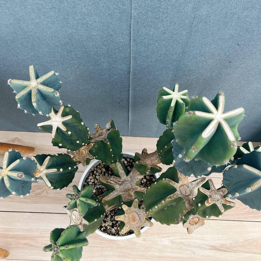 ［現品］16番　柱サボテン　鬼面角 ブランチ　8号　多肉植物　おしゃれ　人気