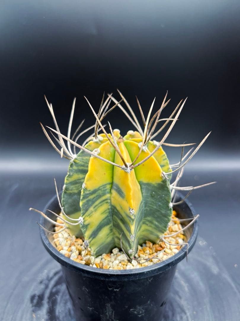 大鳳玉錦 自根 大鳳玉 アストロフィツム