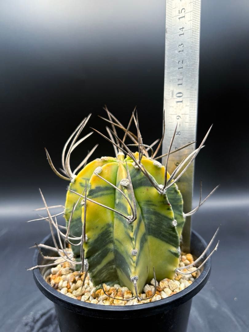 大鳳玉錦 自根 大鳳玉 アストロフィツム