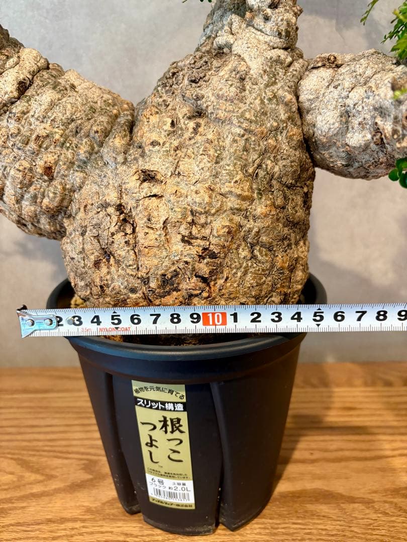 【お正月セール　塊根１５cm】オペルクリカリア　パキプス　発根済み