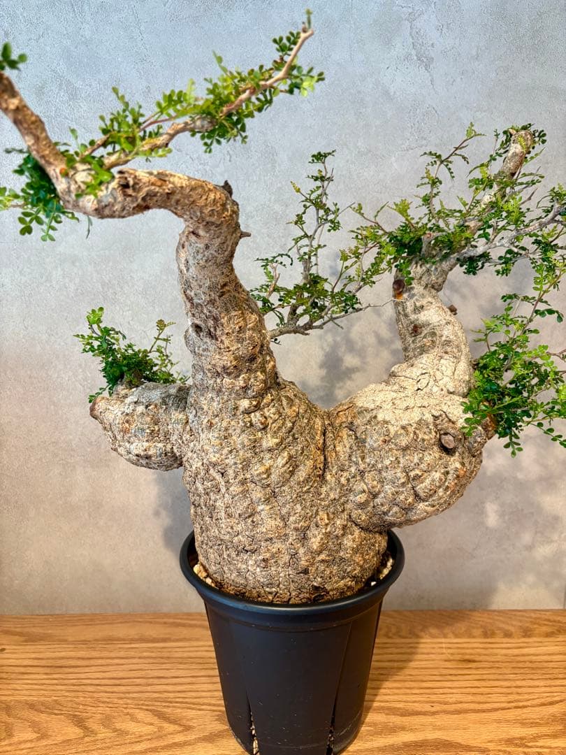 【お正月セール　塊根１５cm】オペルクリカリア　パキプス　発根済み