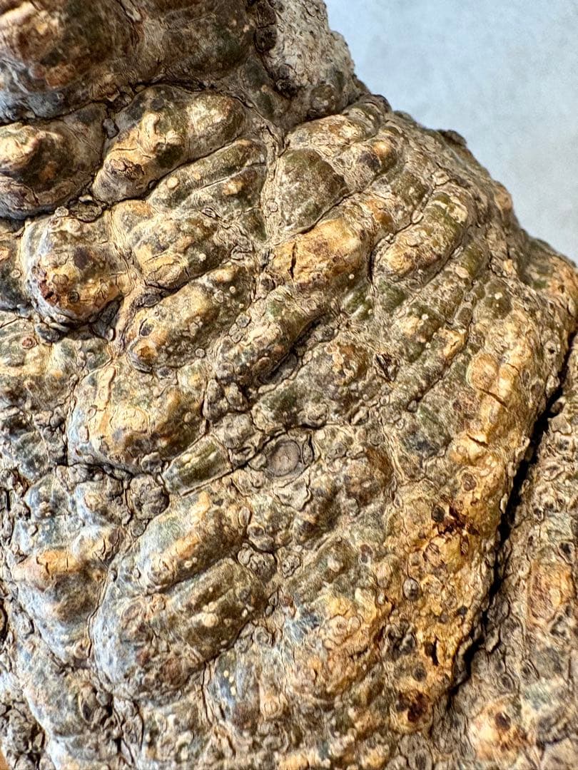 【お正月セール　塊根１５cm】オペルクリカリア　パキプス　発根済み