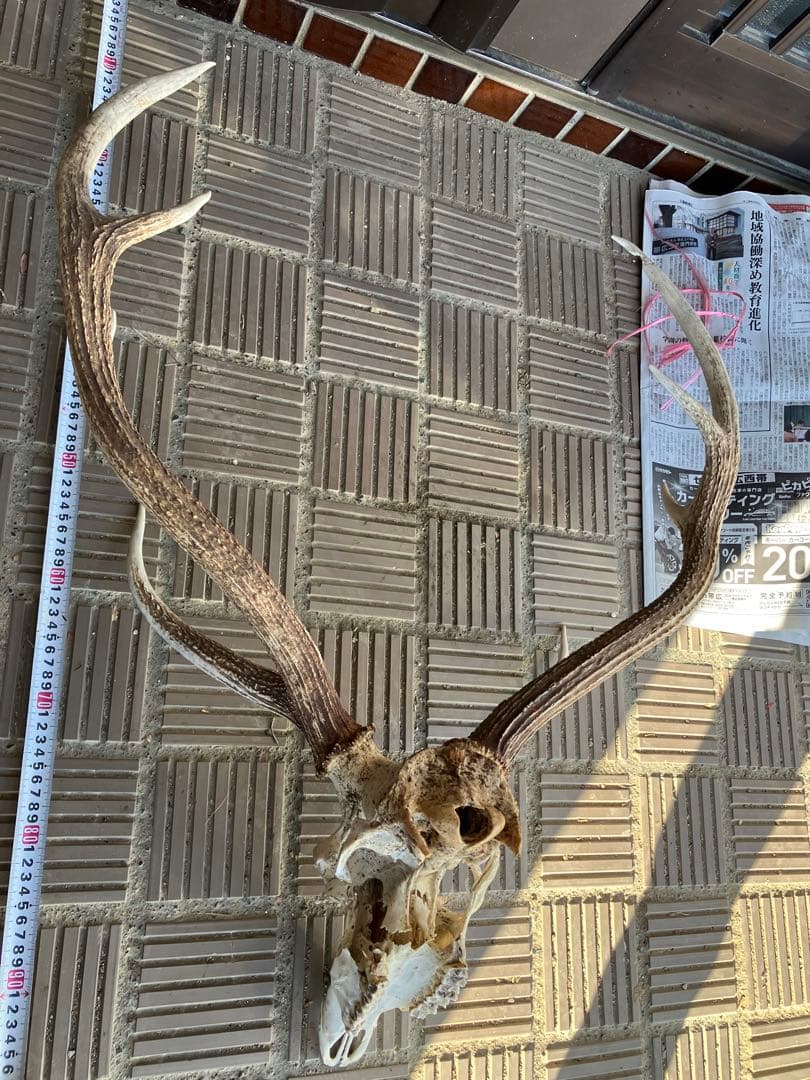 鹿の頭骨 鹿の角 エゾシカ