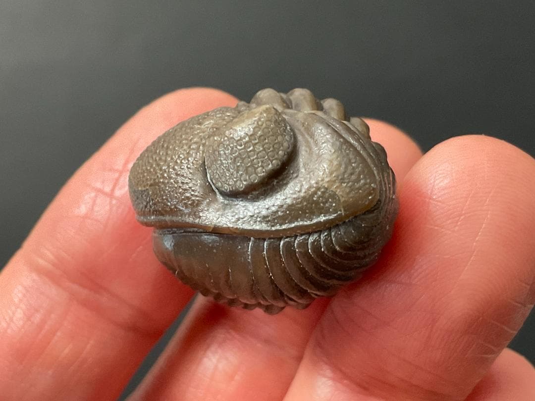 三葉虫 エルドレドゲオプス [PH98] 化石 最高品質