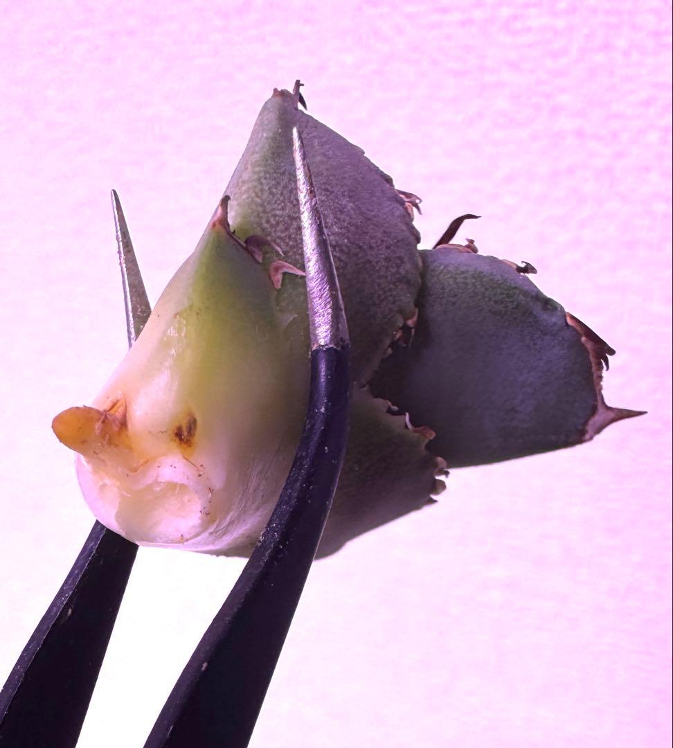 アガベ　cj special NS4 ホオジロザメ　大白鯊