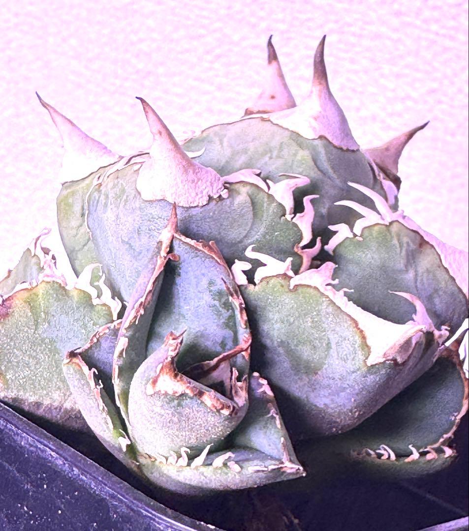 アガベ　cj special NS4 ホオジロザメ　大白鯊