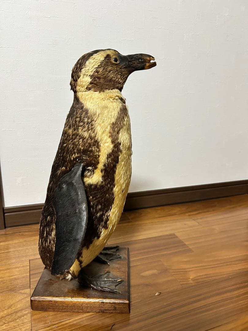 フンボルトペンギン剥製　国際希少野生動物種登録票付き