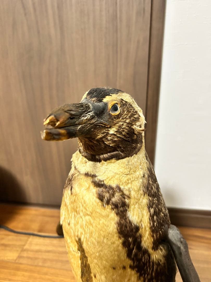 フンボルトペンギン剥製　国際希少野生動物種登録票付き