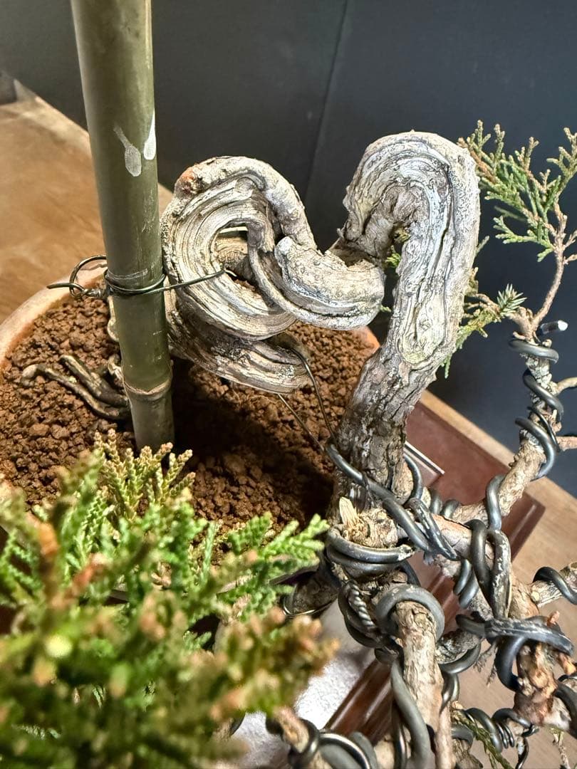 タクボマサヒロ様糸魚川真柏捻転根上がり盆栽素材　希少