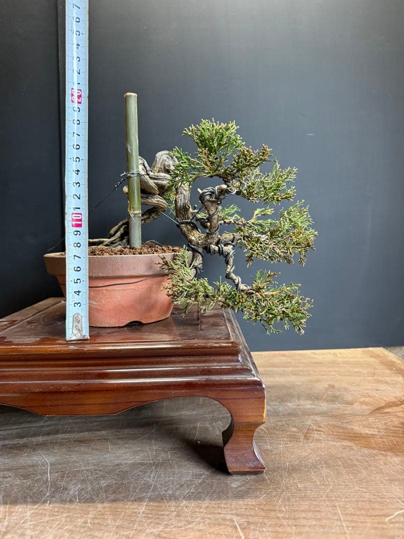 タクボマサヒロ様糸魚川真柏捻転根上がり盆栽素材　希少