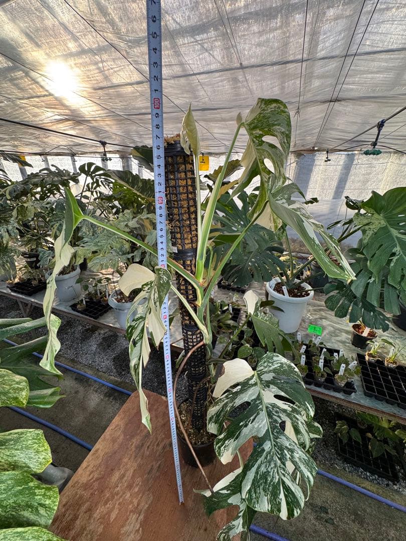 AB3モンステラ　ボルギシアナ　アルボ　白斑入り　鉢モスポール付き　高100cm