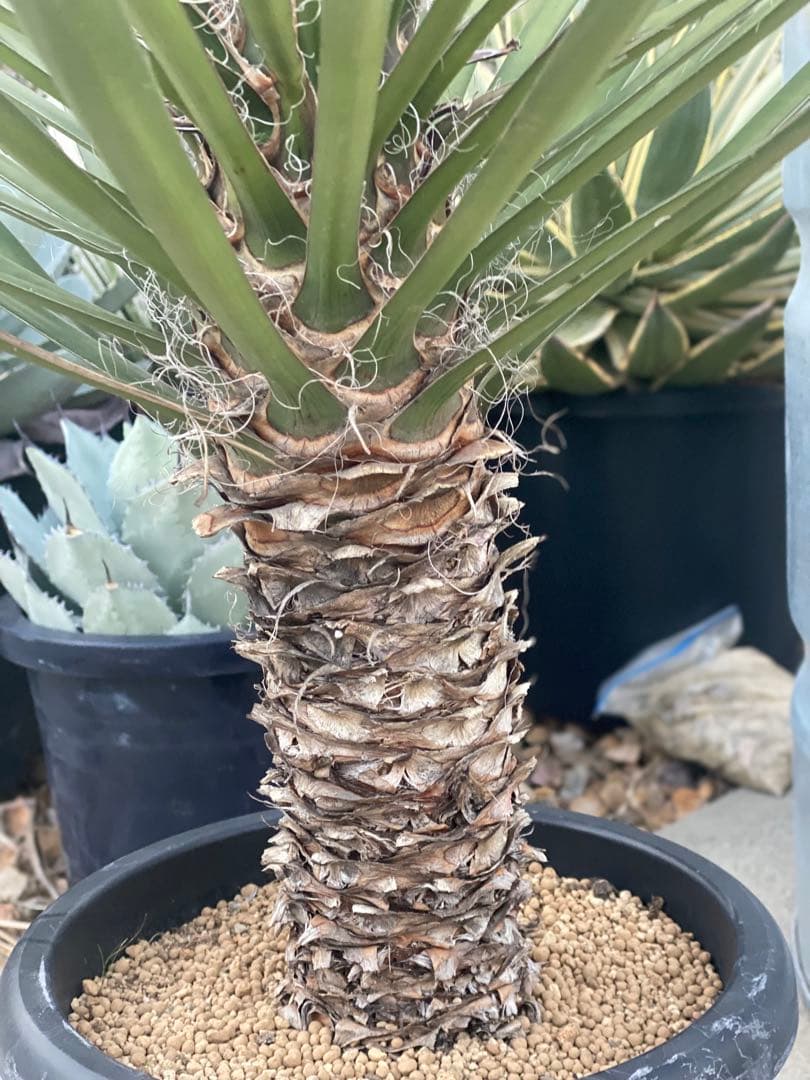 ⭐︎幹太⭐︎ユッカ　フィリフェラ