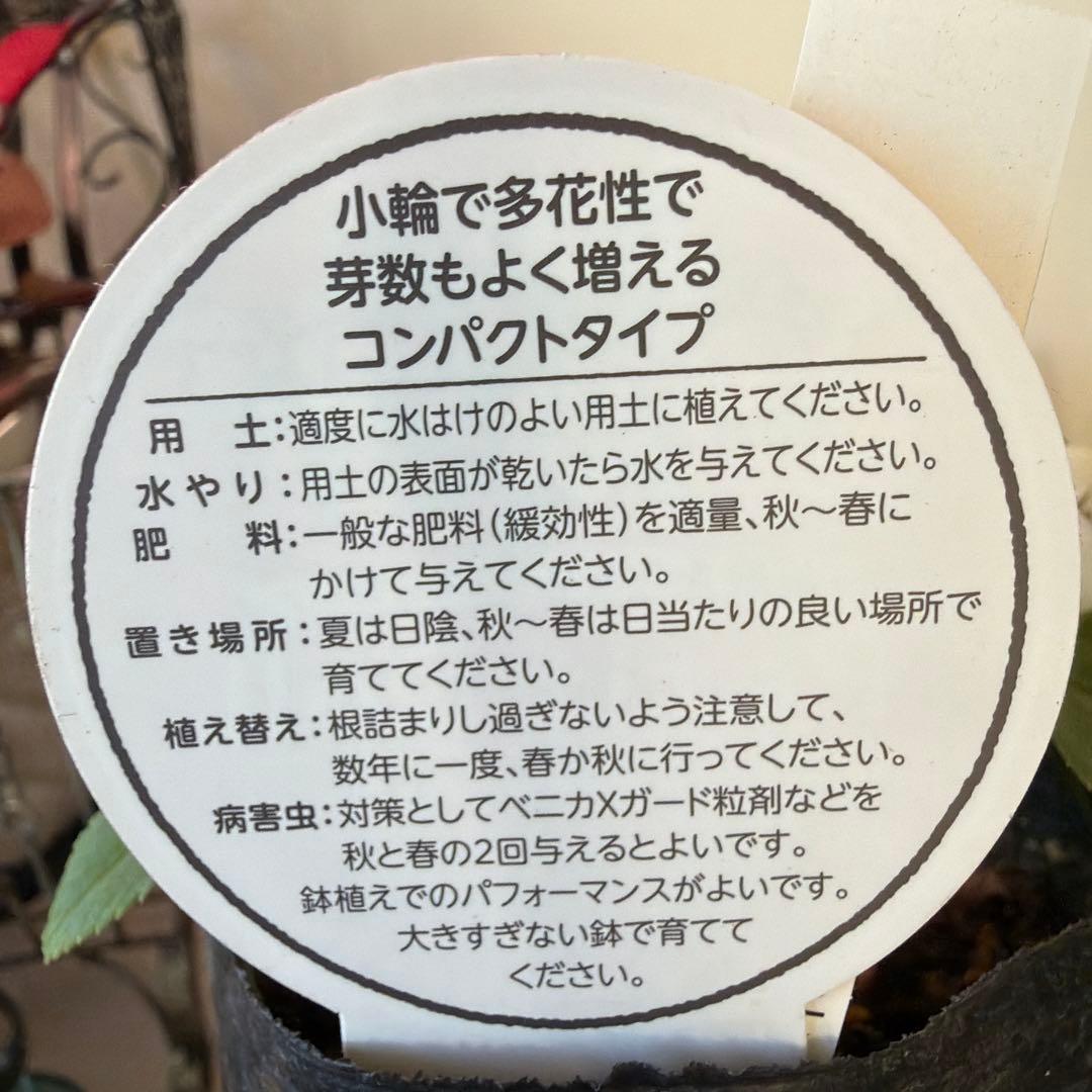 【横山園芸】クリスマスローズ ベビードール　 プチドール《1/8》ホワイト系