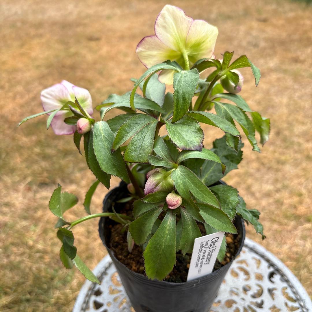 n*a様 クリスマスローズ 開花株☆