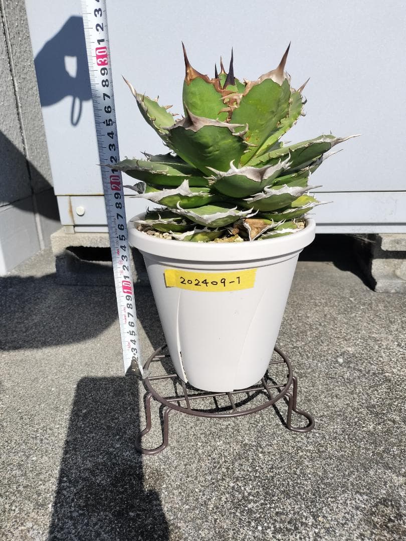 アガベ　チタノタ　シャークソード　鯊魚劍