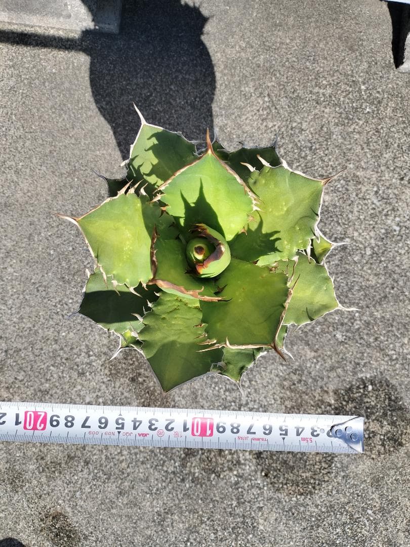 アガベ　チタノタ　シャークソード　鯊魚劍