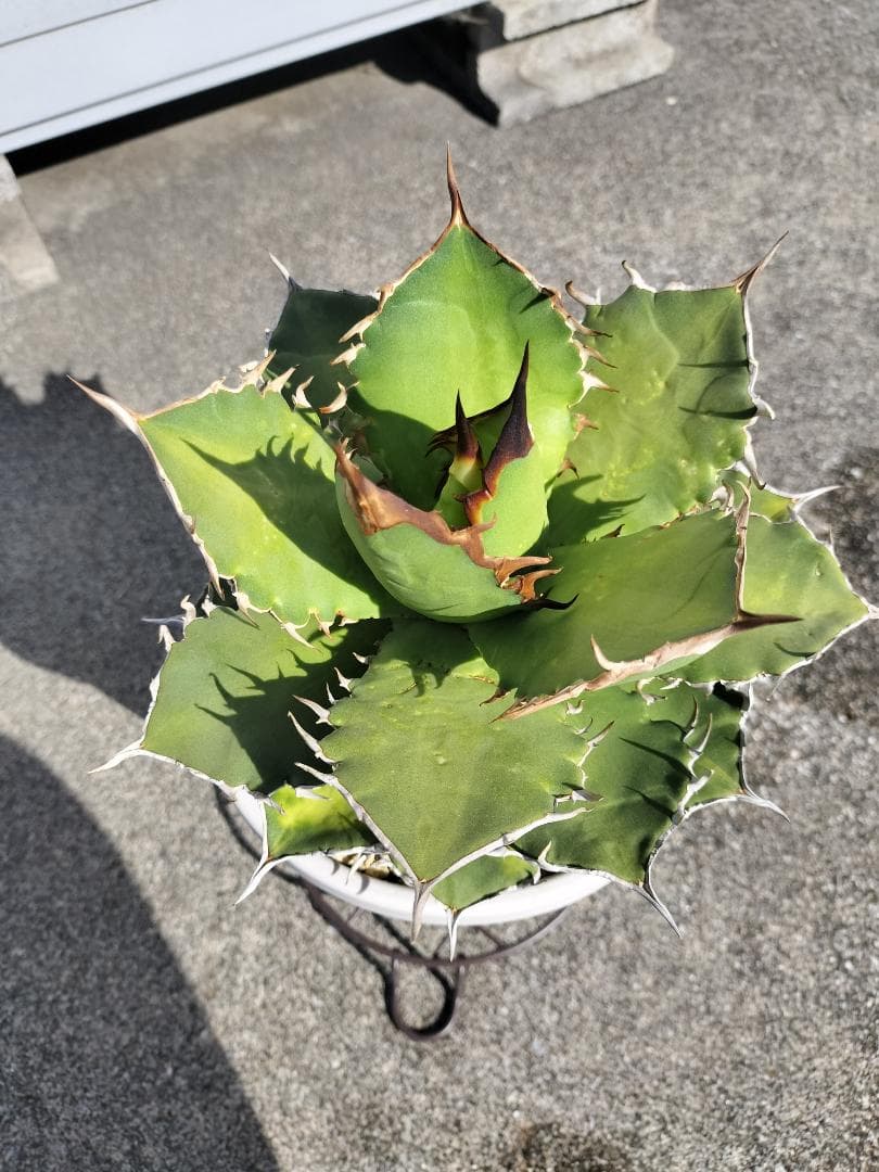 アガベ　チタノタ　シャークソード　鯊魚劍