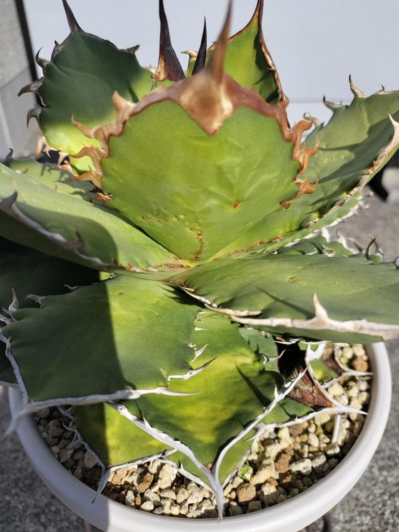 アガベ　チタノタ　シャークソード　鯊魚劍