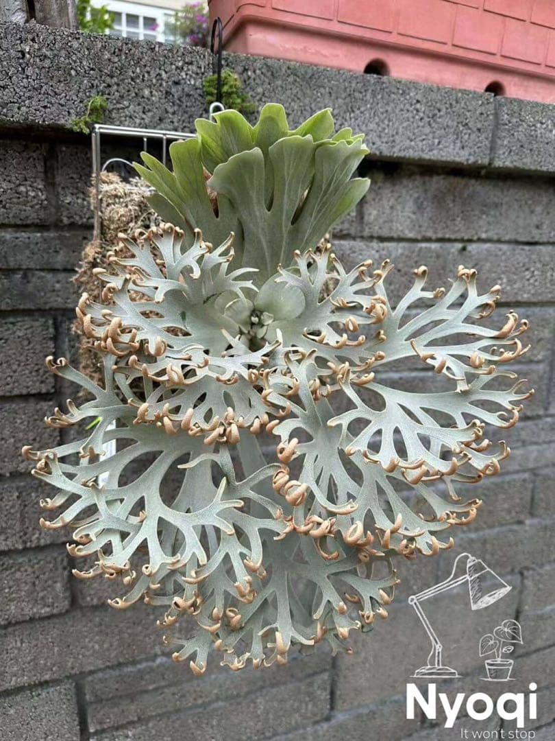 【メルカリ便】P. Willinckii (spore) 【48】