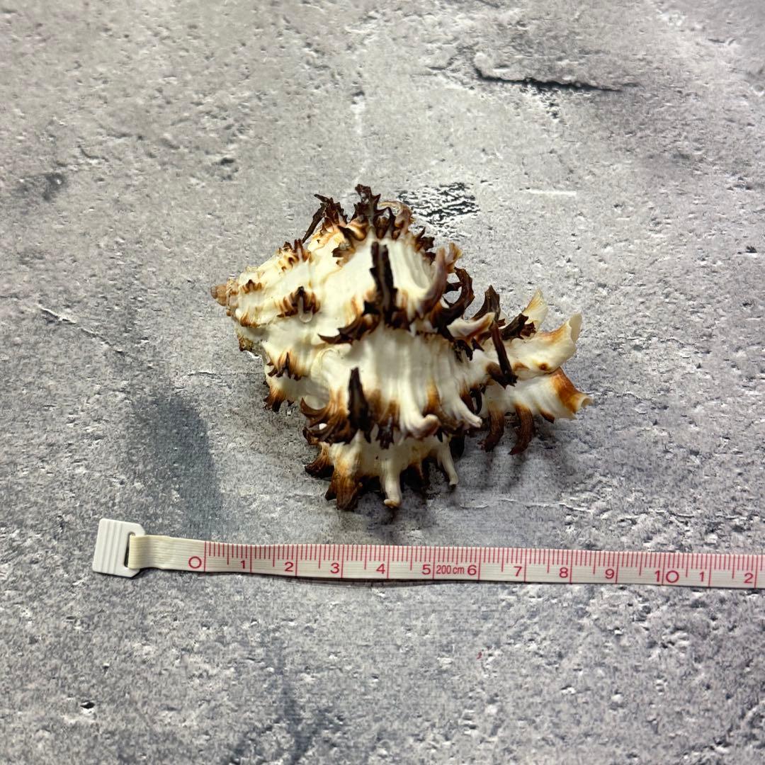 オウムガイ 珊瑚 他 貝殻コレクションセット 16点