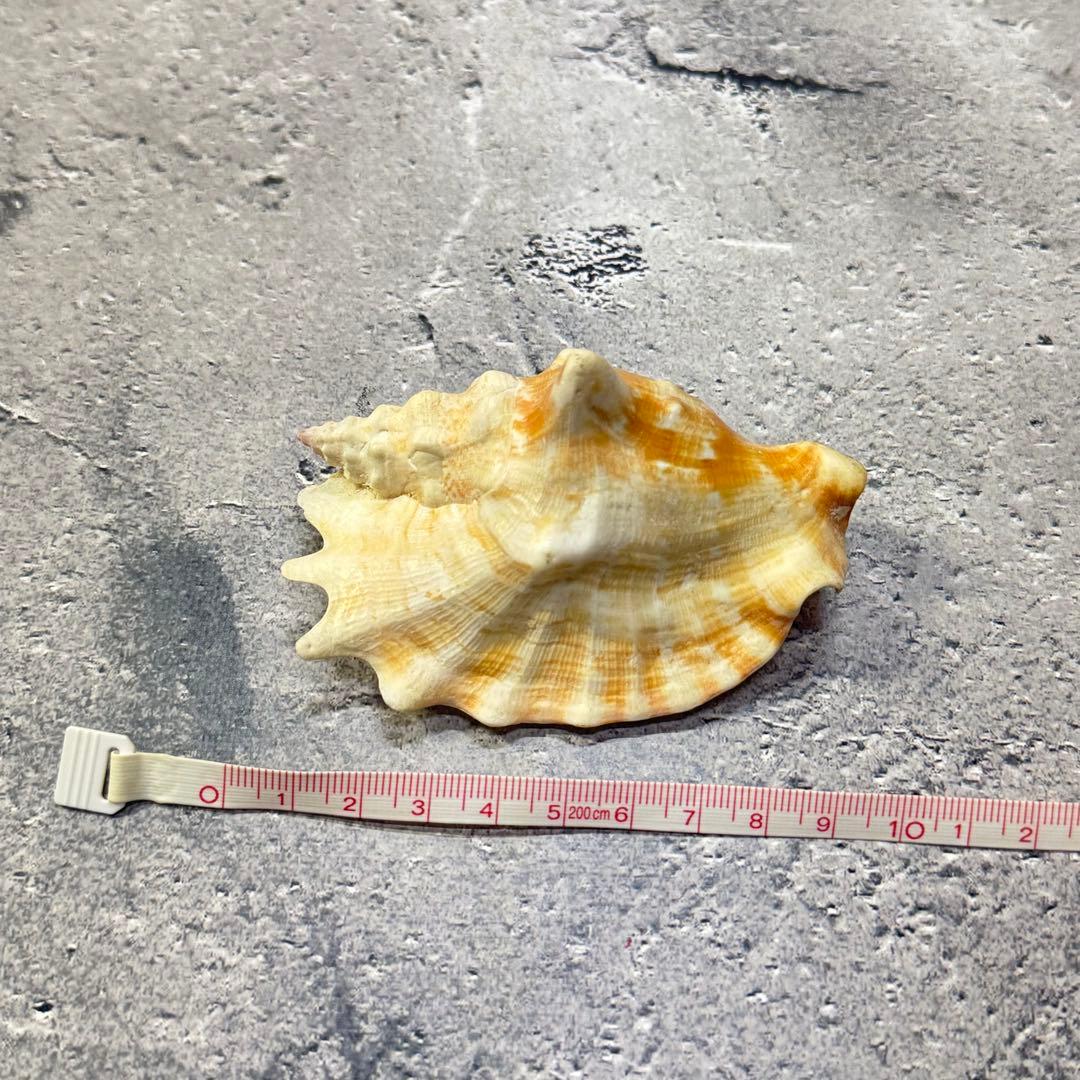 オウムガイ 珊瑚 他 貝殻コレクションセット 16点