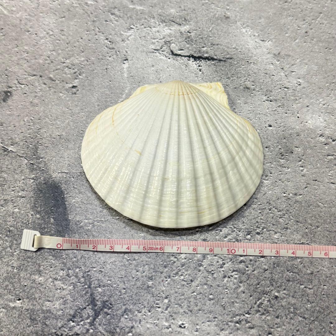 オウムガイ 珊瑚 他 貝殻コレクションセット 16点