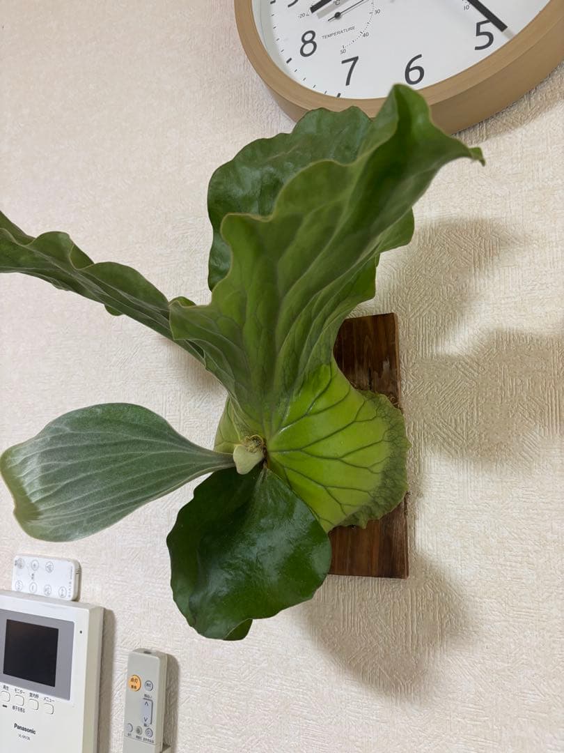 ビカクシダ アンゴレンセ エレファントティス