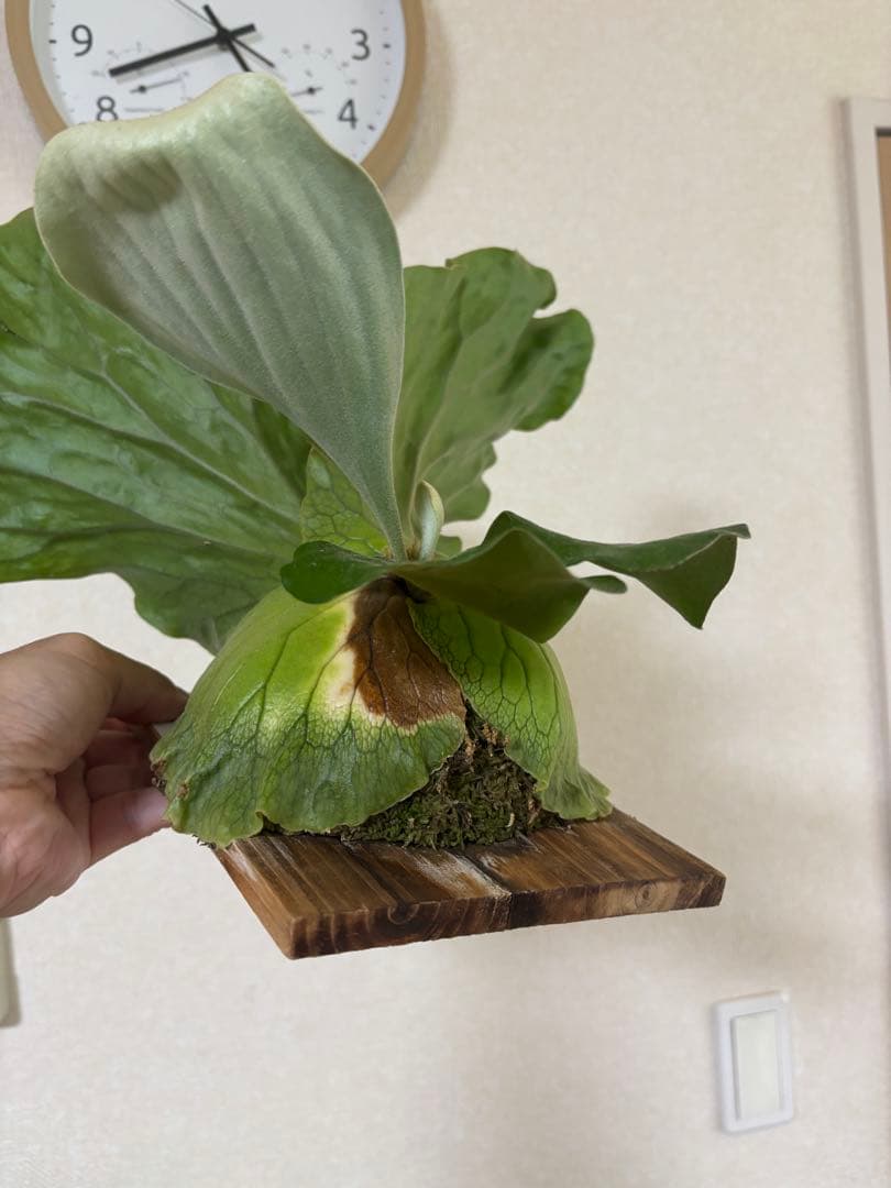 ビカクシダ アンゴレンセ エレファントティス