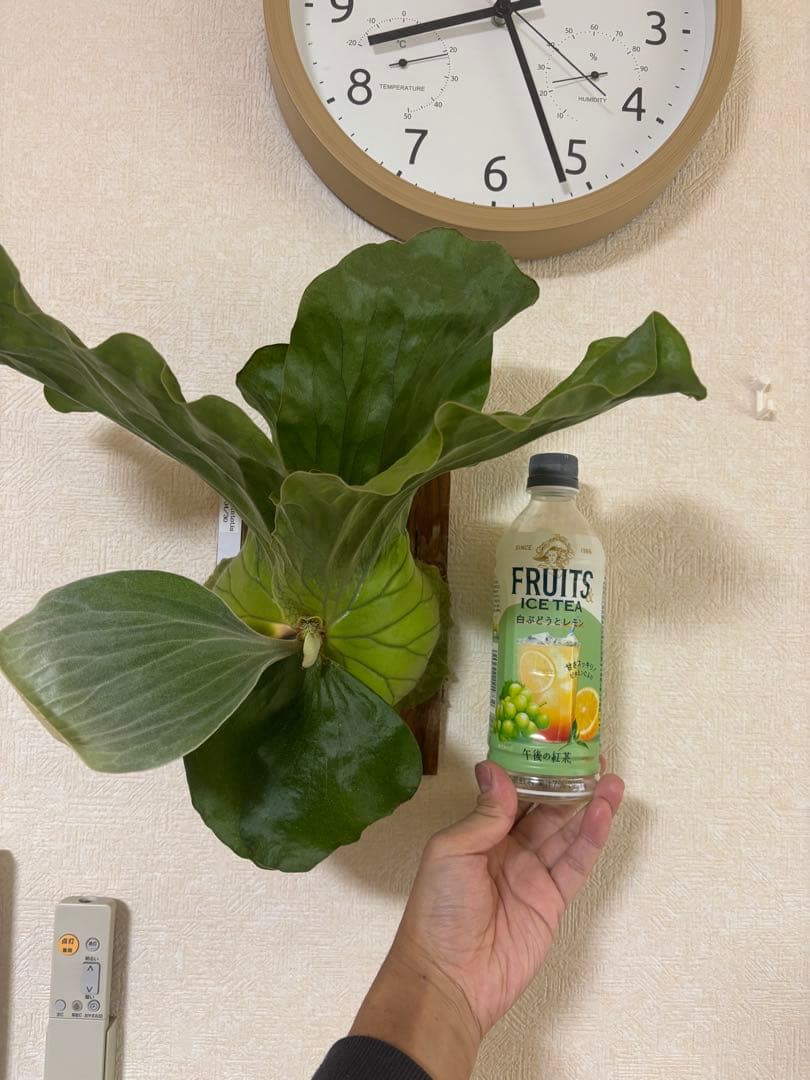 ビカクシダ アンゴレンセ エレファントティス