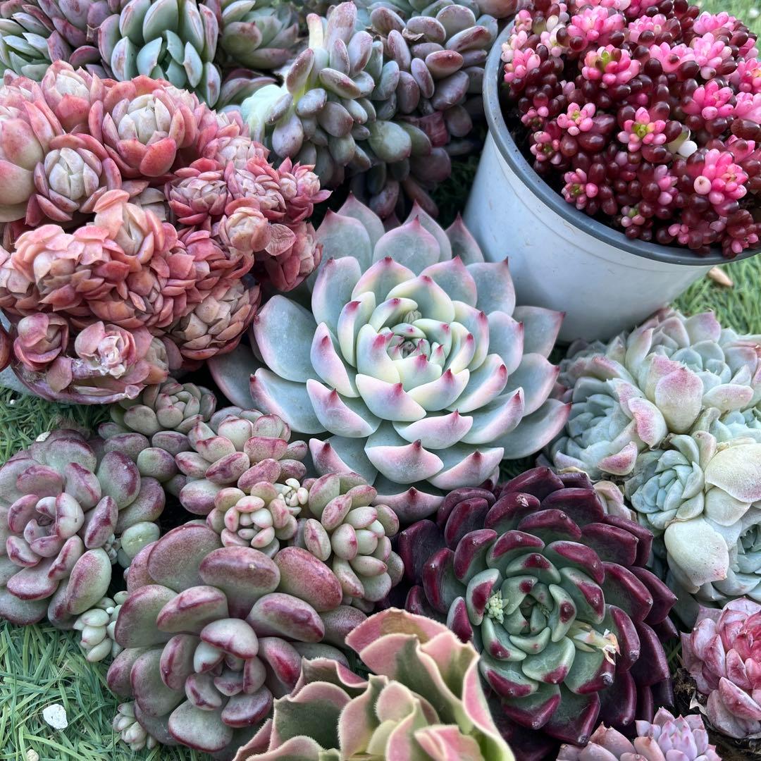 2026多肉たにゆ袋　豪華12苗