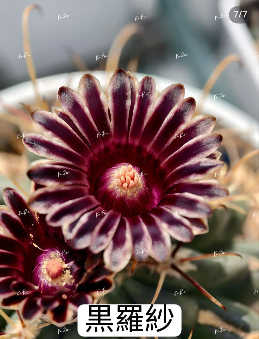 1-Genちゃん商品　花サボテン