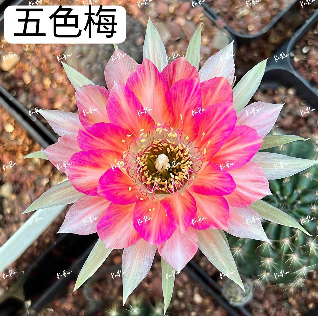 1-Genちゃん商品　花サボテン