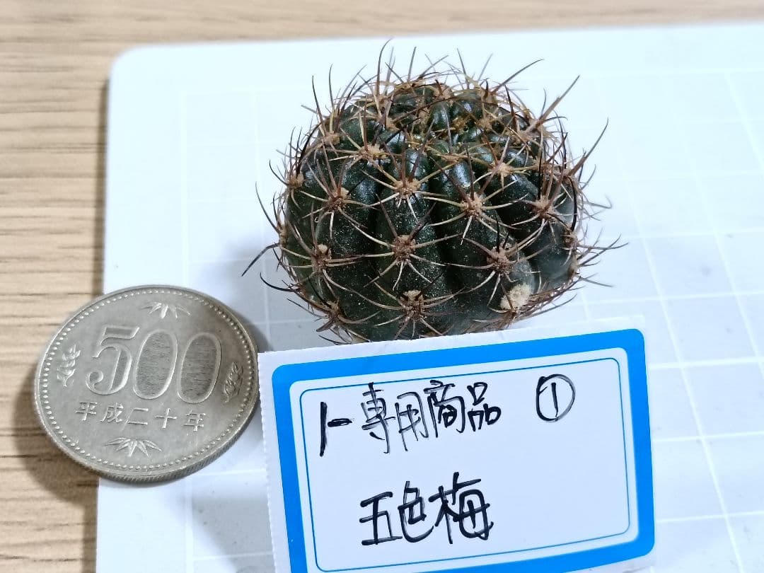 1-Genちゃん商品　花サボテン