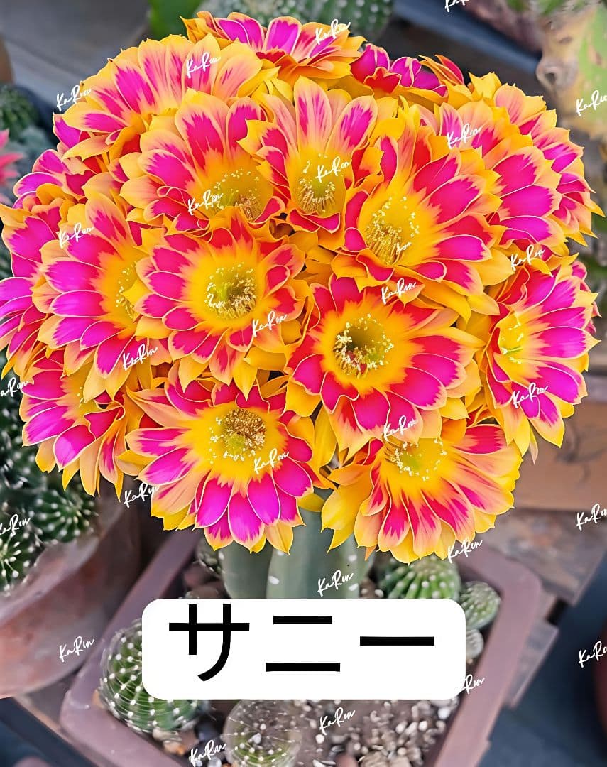 1-Genちゃん商品　花サボテン