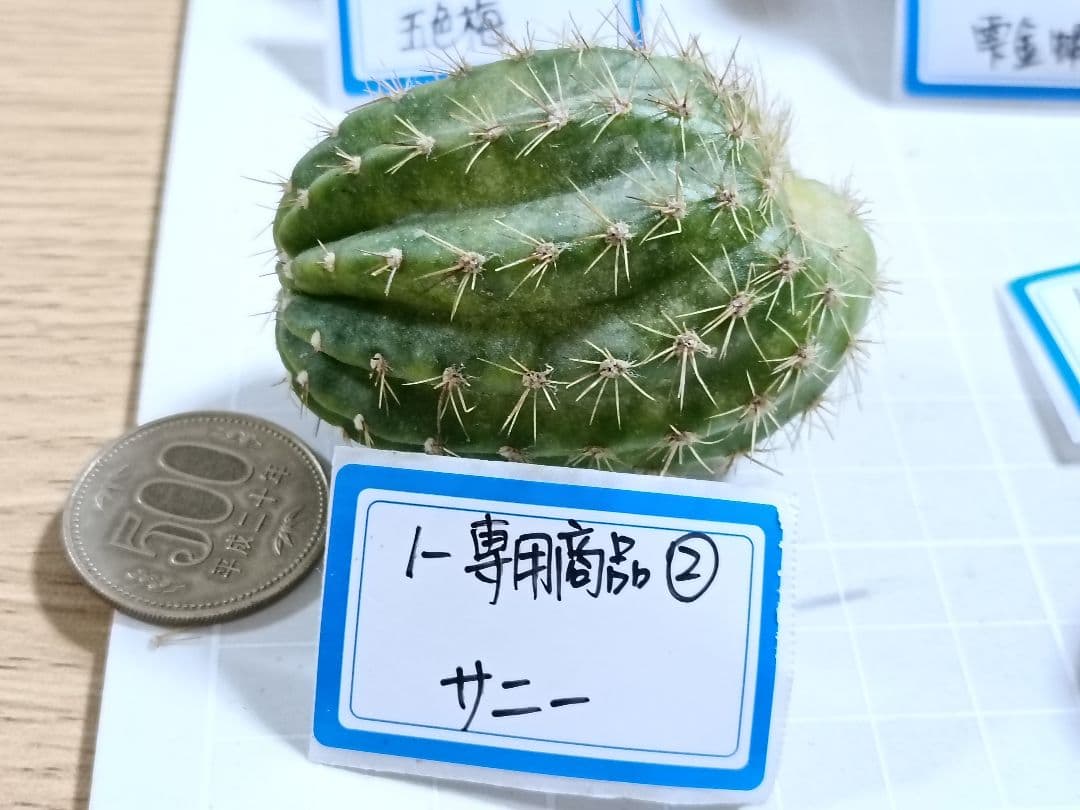 1-Genちゃん商品　花サボテン