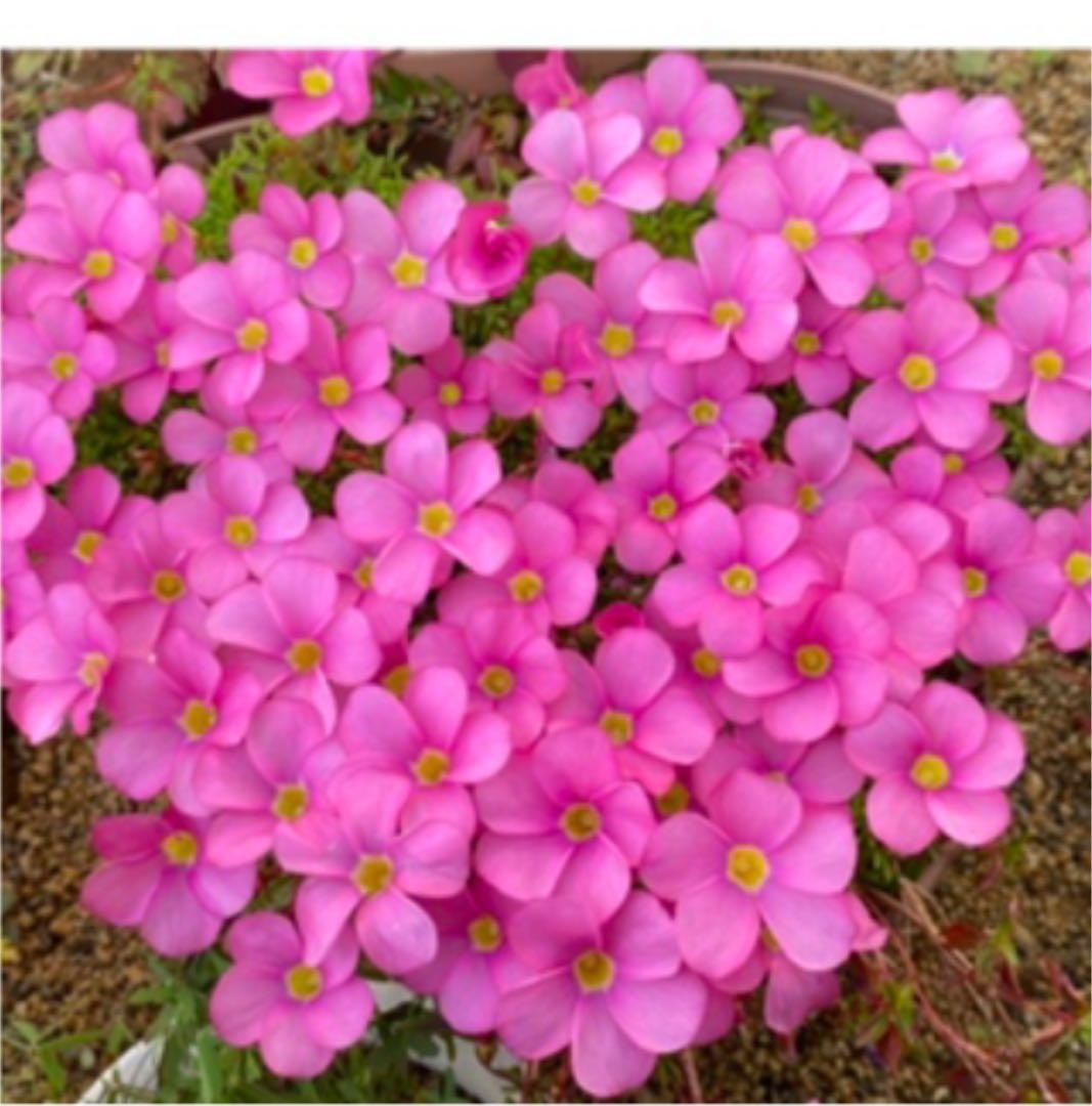 オキザリス　桃の輝き