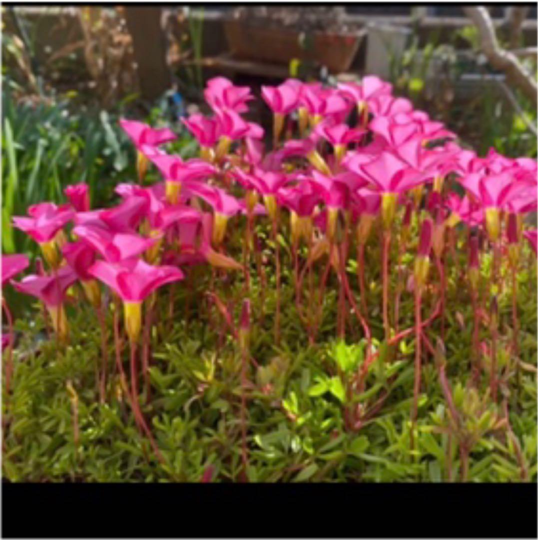 オキザリス　桃の輝き