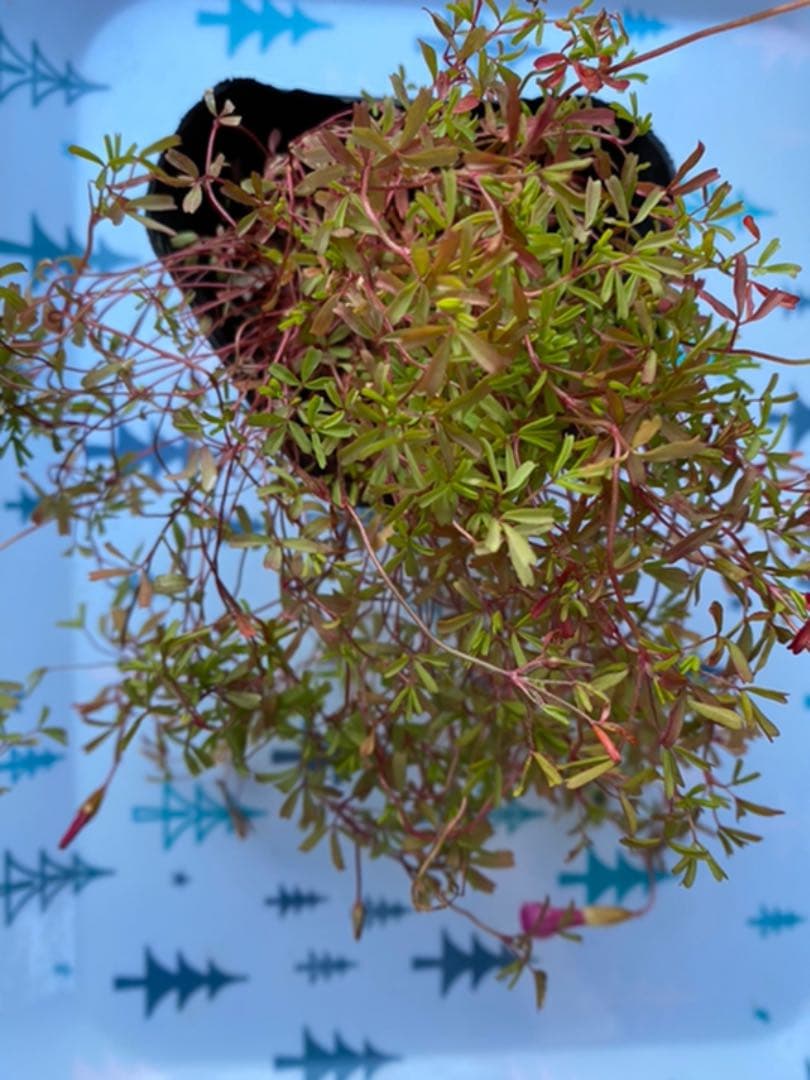 オキザリス　桃の輝き