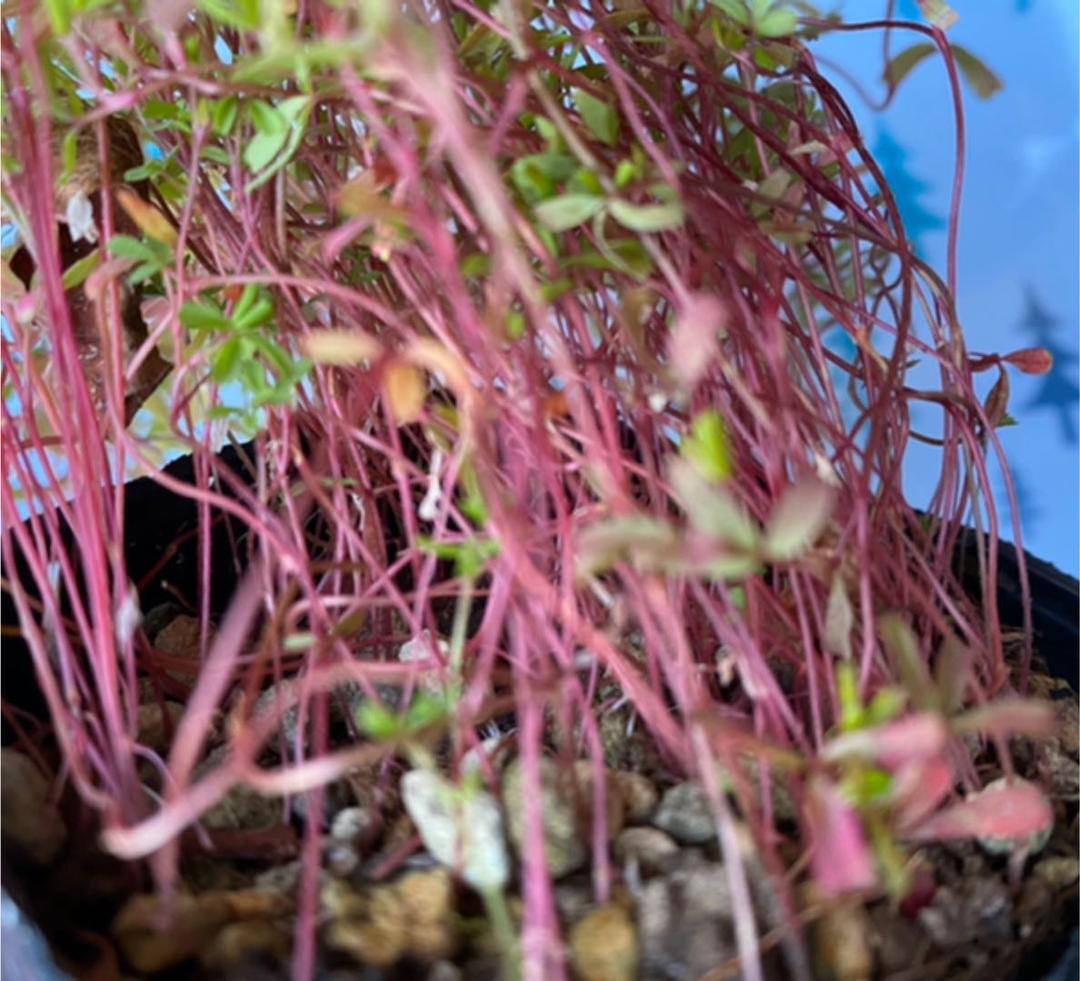 オキザリス　桃の輝き