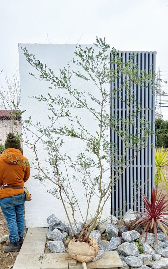 超逸品。山採りツゲ(柘植)株立ち2.6M(鉢底から)