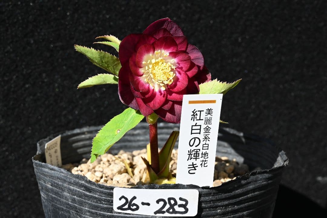 クリスマスローズ　認定紅白の輝き　最新花　加藤農園