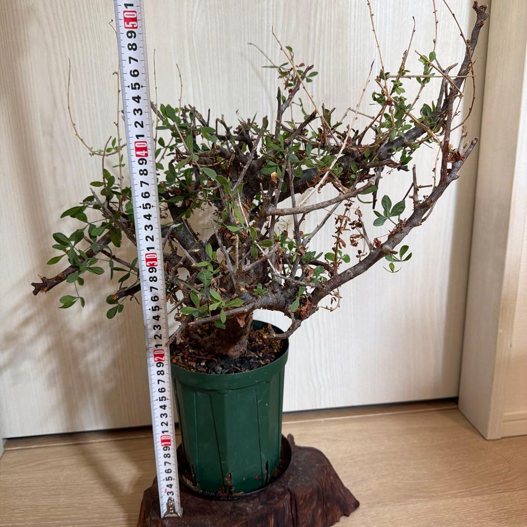 現地株 コミフォラ・ピンネイトリーブス？