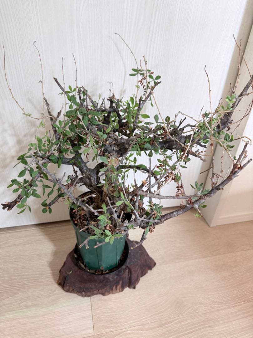 現地株 コミフォラ・ピンネイトリーブス？