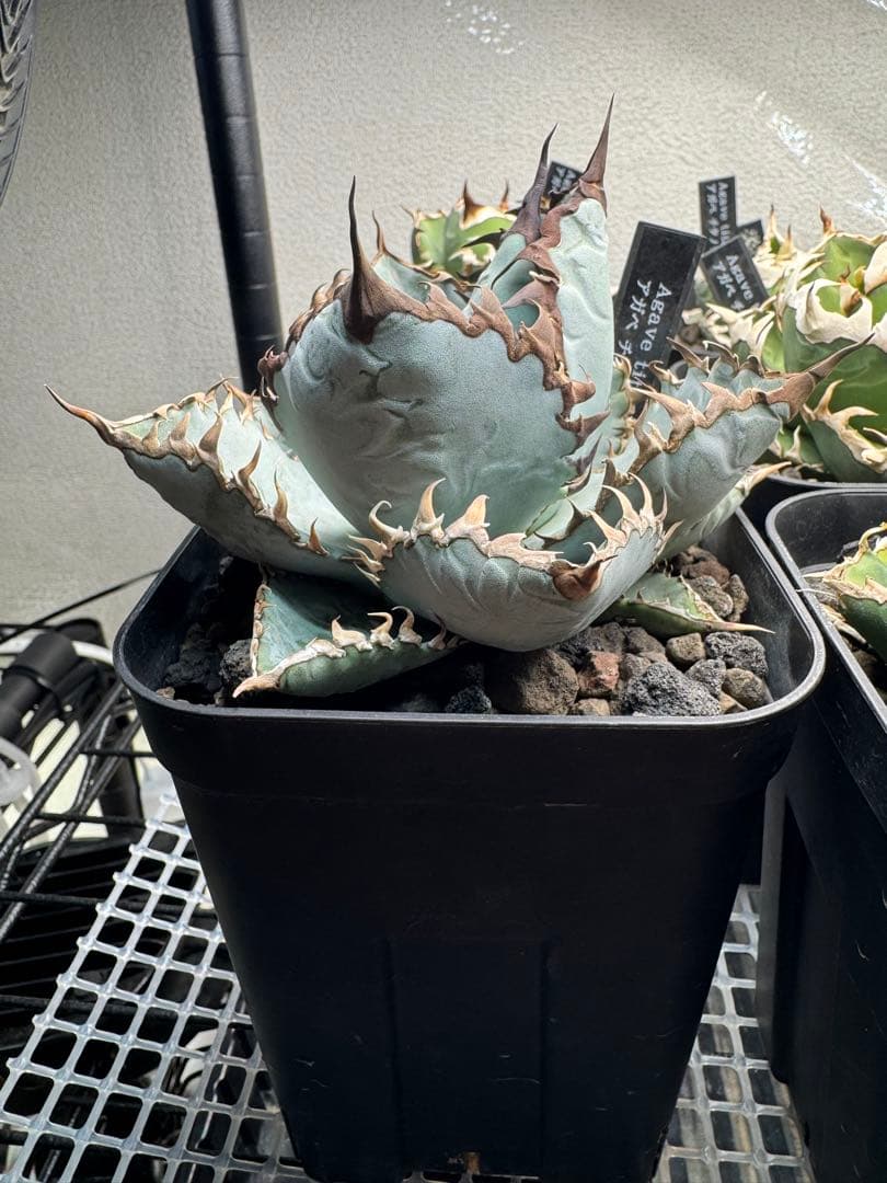 ビースト(写真株販売)アガベ チタノタ