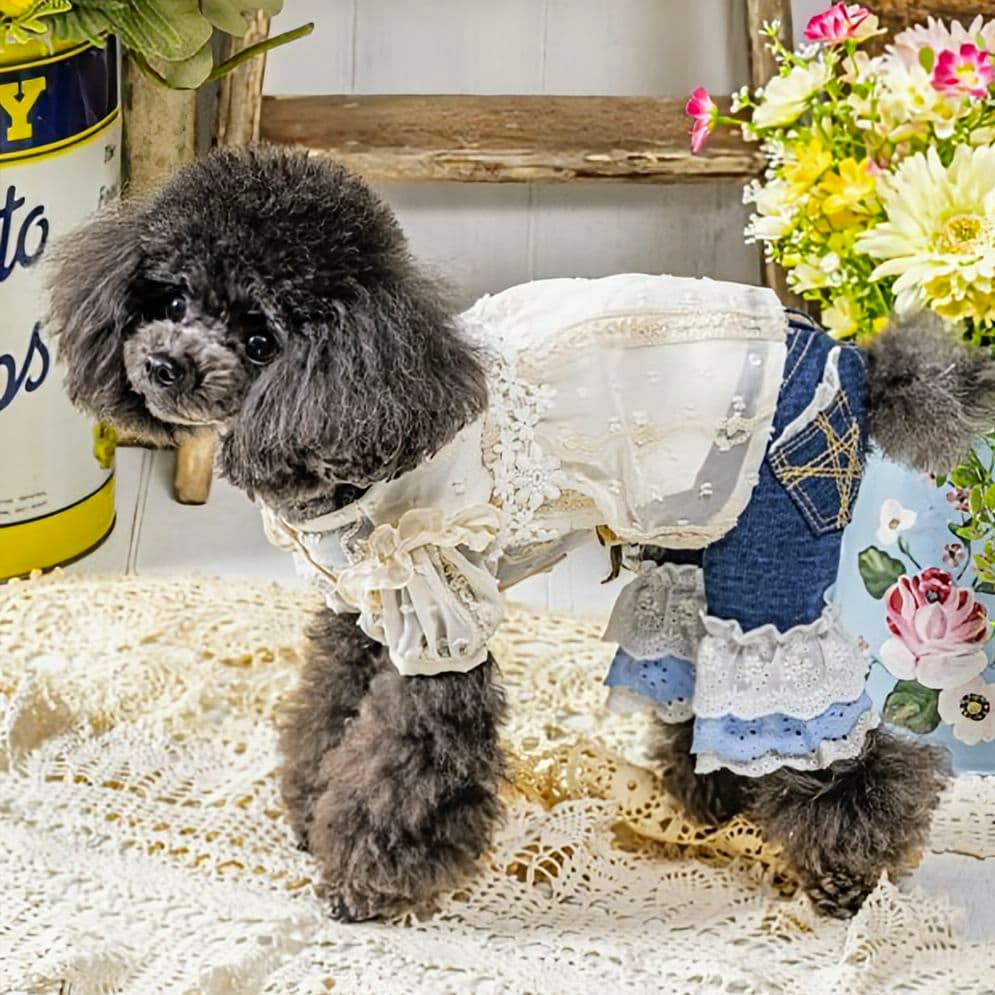 新品タグ付き　レース☆デニムPT 　asknowasdewan　アズノウアズデワ