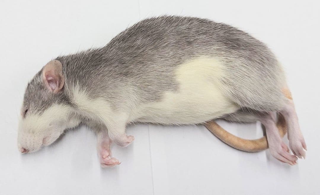 冷凍ラット(国産) 130~180g 30匹セット