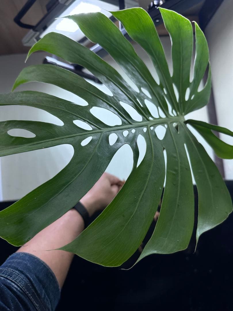 し*お様 モンステラデリシオーサマクロコズム超希少系統鉢植え58㎝