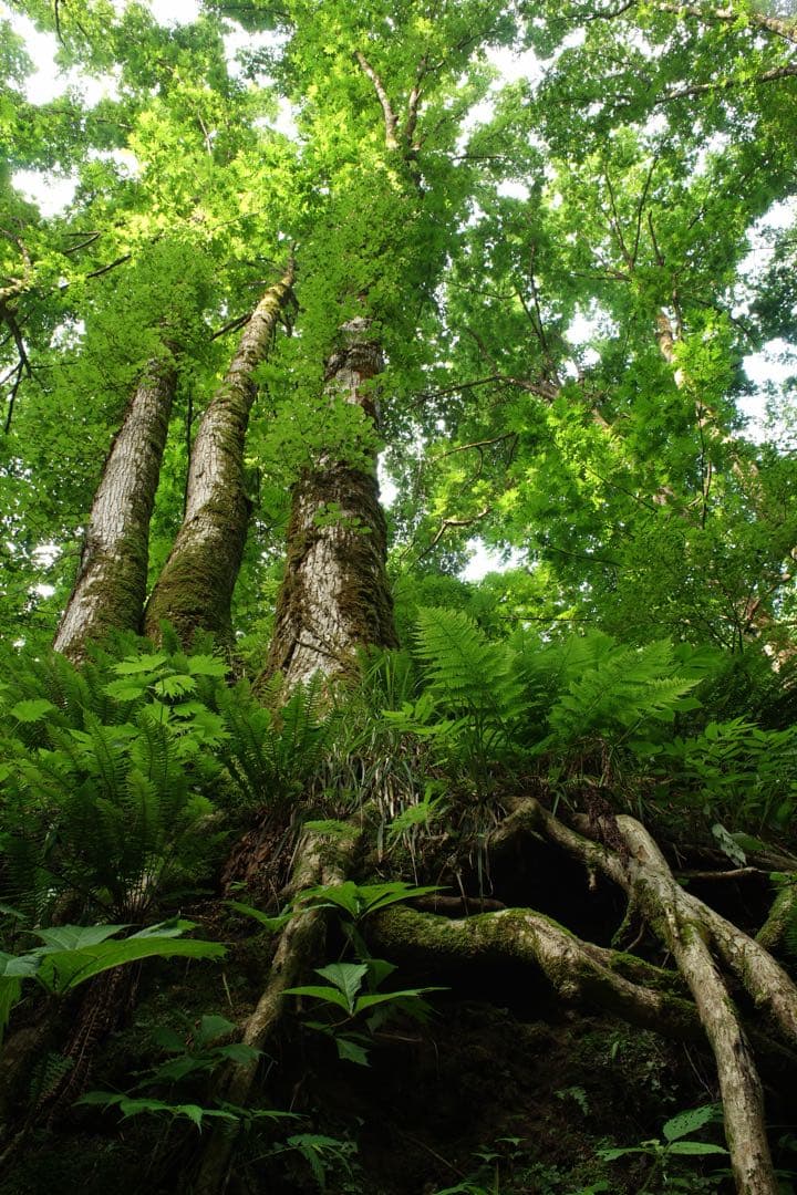 作例付き　MINOLTA AF 24mm F2.8 管mpr